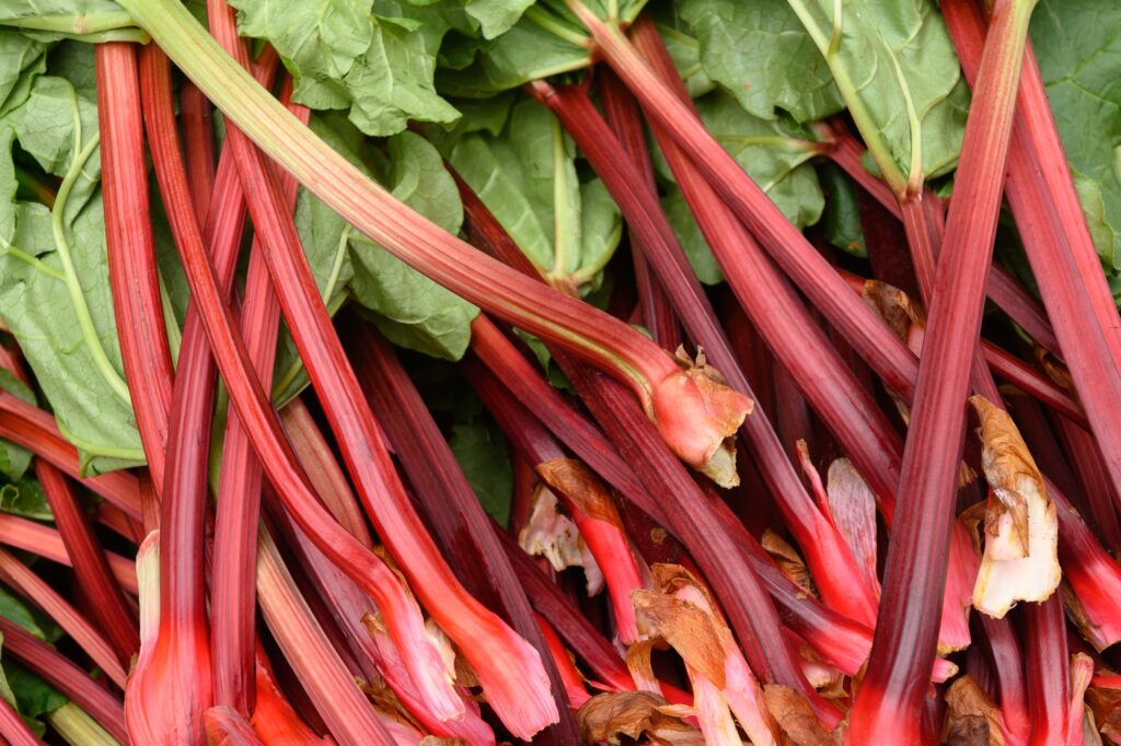 Fresh organic Rhubarb on local country farmers market