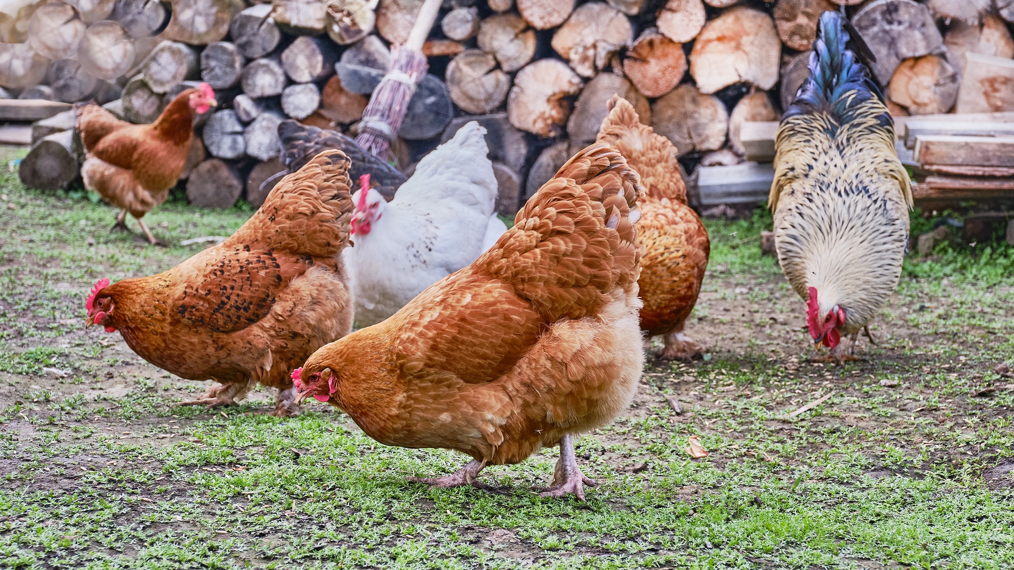 Colorful roosters and chickens pecked seeds on the grass in the yard.